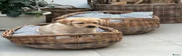 Labrador Retriever dogs for sale: Repeat mating  - Advert 4