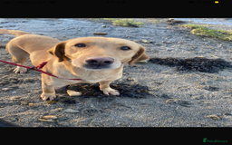 Springador dogs for sale: Springadors from working puppies  - Image 6
