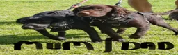 Sprocker dogs for sale: 8 month old female Sprocker for sale  - Advert 5