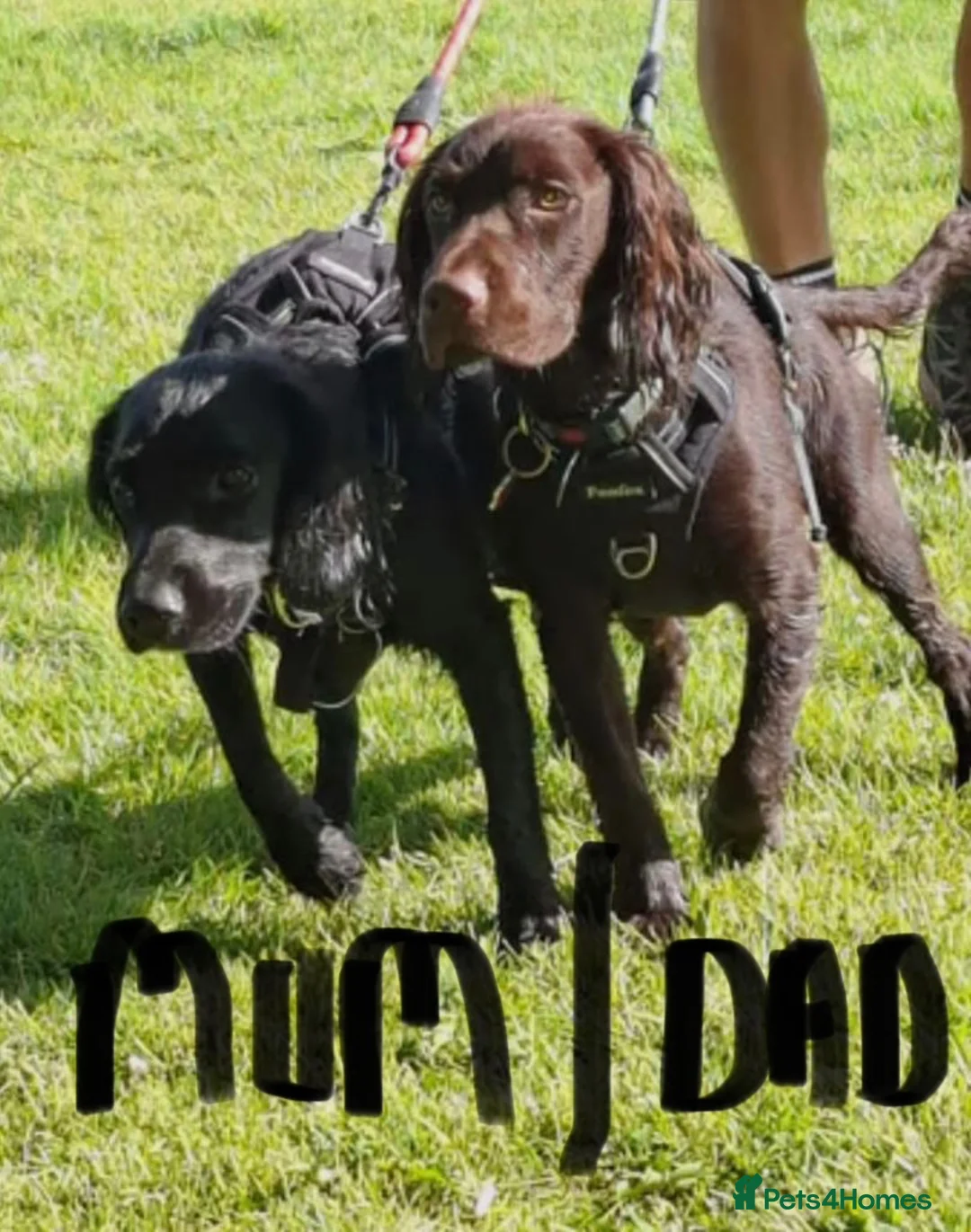 Sprocker dogs for sale: 8 month old female Sprocker for sale  - Advert 5