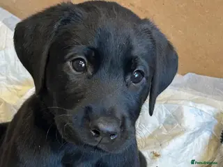 Labrador Retriever dogs Last two pups left from a stunning KC litter - Advert 14