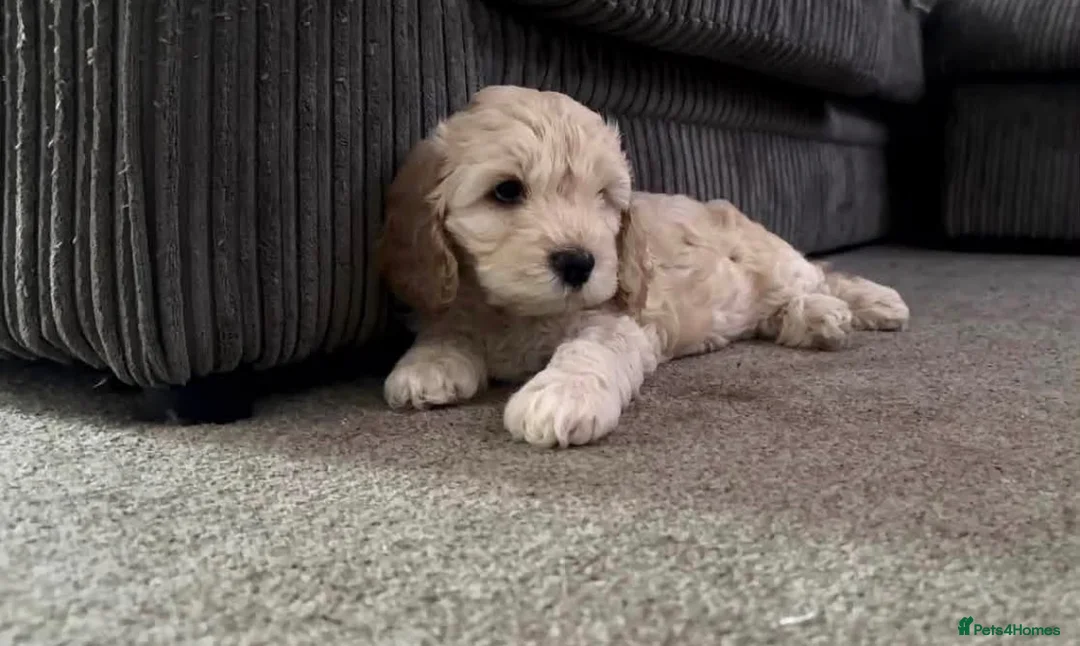 Cockapoo dogs for sale: 2 golden blonde female cockerpoo 9 weeks - Advert 3