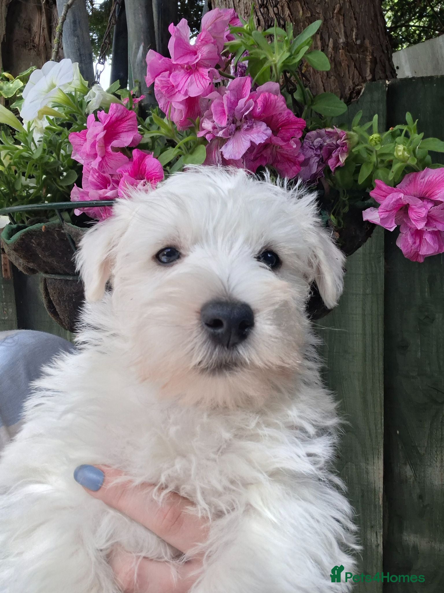 West Highland Terrier dogs Gorgeous kc reg westie pups - Advert 15