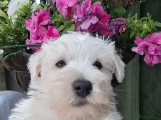 West Highland Terrier dogs Gorgeous kc reg westie pups - Advert 15