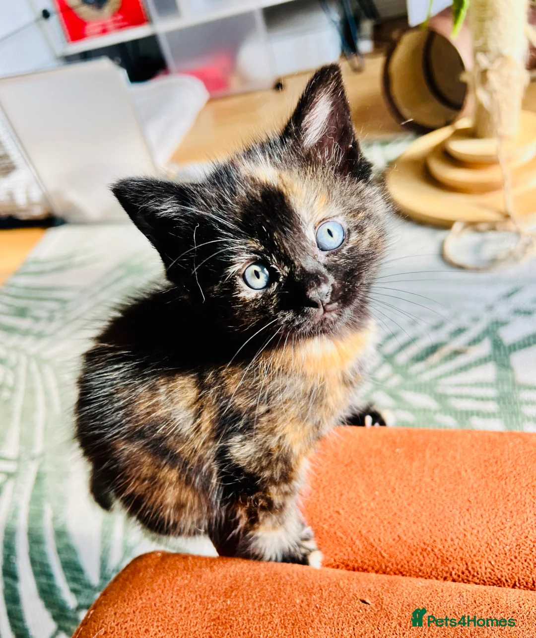 Ragdoll cats for sale: Adorable Teddy Bear Mink Ragdoll x BSH kittens  - Advert 1