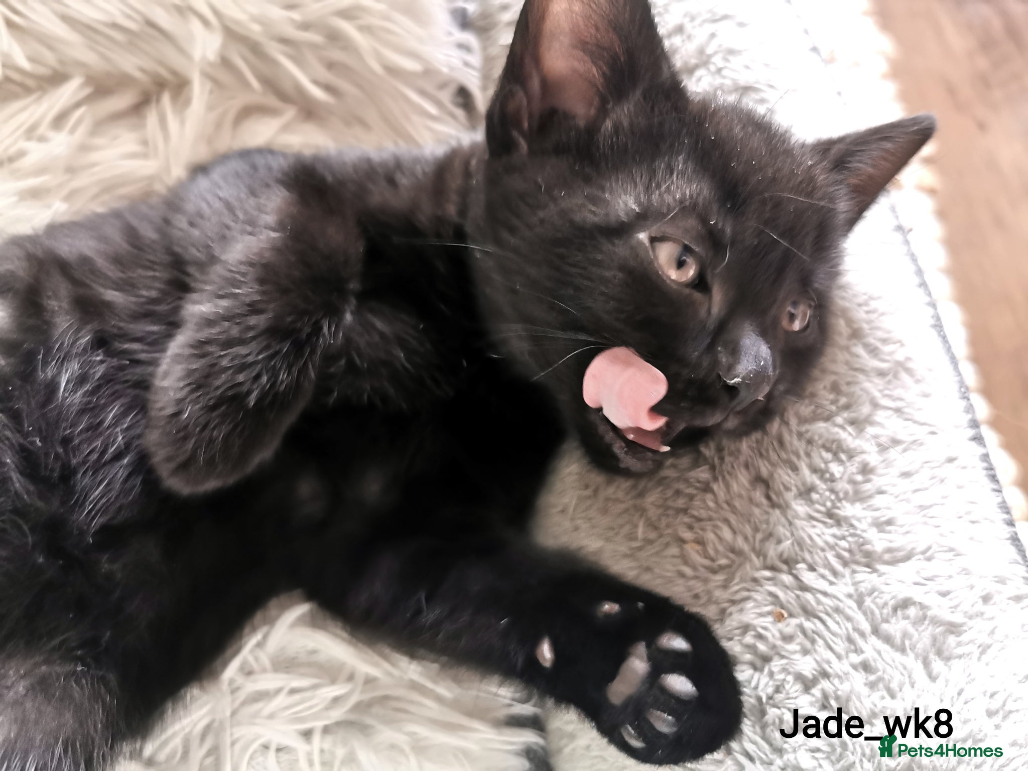 Mixed Breed cats for sale: Gorgeous, sweet natured & very playful kittens in London - Advert 27