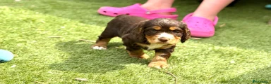 Cocker Spaniel 6