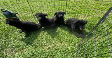 German Shepherd dogs - Advert 8