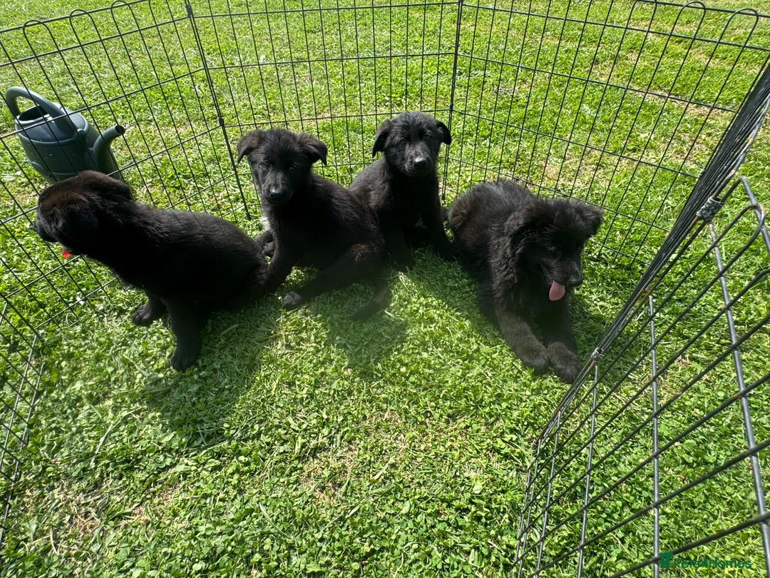 German Shepherd dogs for sale: German shepherd puppies  - Image 3
