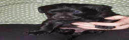 Labrador Retriever dogs for sale: lovely litter of labrador puppies in Darwen - Advert 4