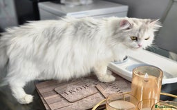 Persian cats for sale: Persian x fluffy kittens  - Image 20