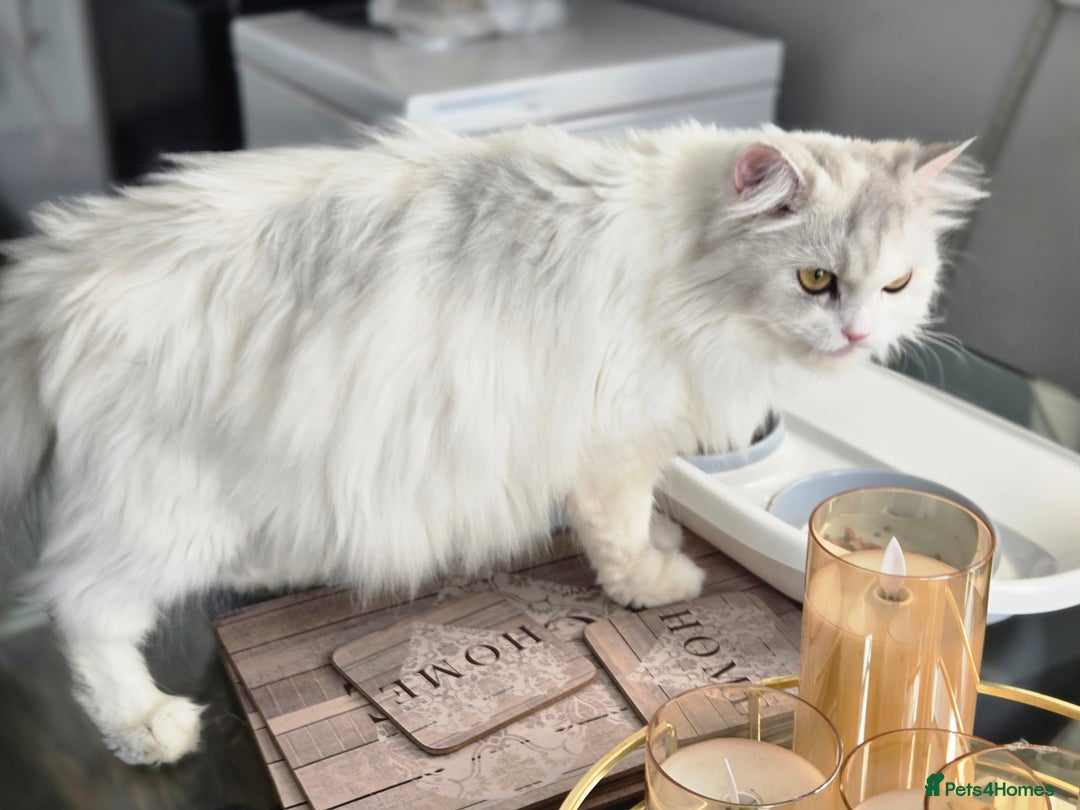 Persian cats for sale: Persian x fluffy kittens  - Image 20
