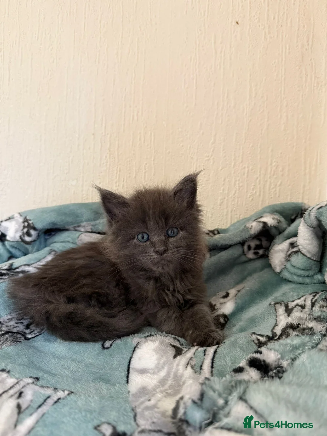 Maine Coon cats for sale: Pedigree Tica Russian Import line Maine Coons - Advert 16