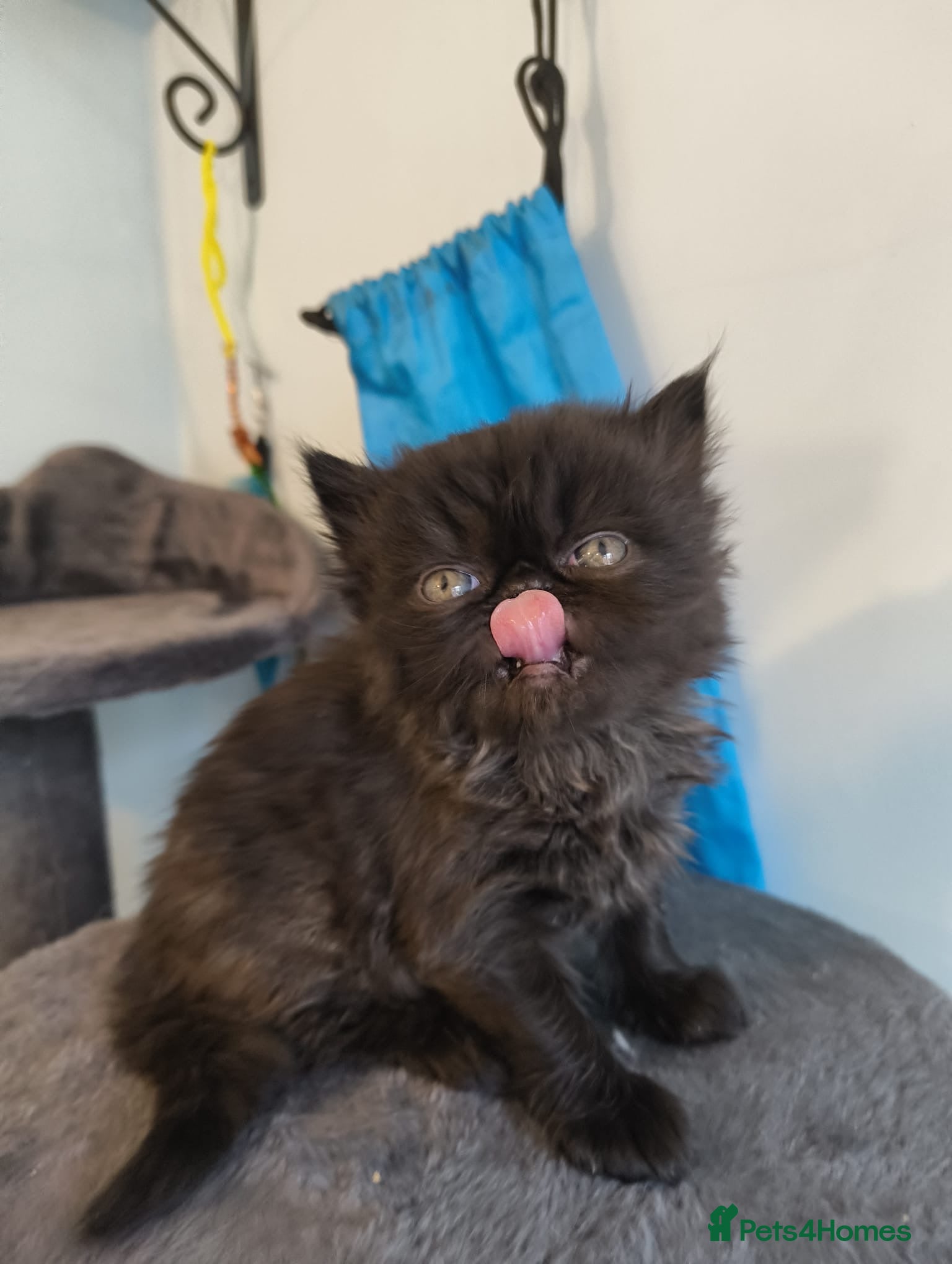 Persian cats Stunning pedigree Persian kittens - Advert 4