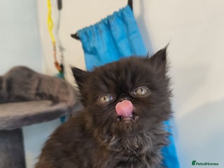 Persian cats Stunning pedigree Persian kittens - Advert 4