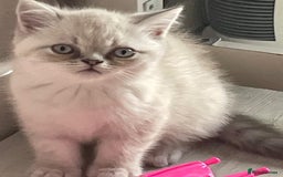 Persian cats for sale: Colourpoint blue/blue lynx  - Image 2