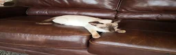 Siamese cats for sale: Siamese and Ragdoll cross kittens (Ragamese) - Advert 1