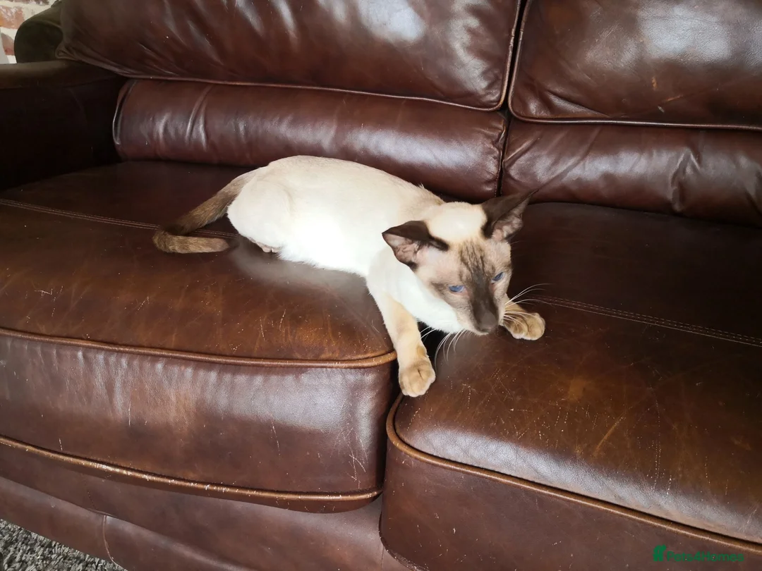 Siamese cats for sale: Siamese and Ragdoll cross kittens (Ragamese) - Advert 1