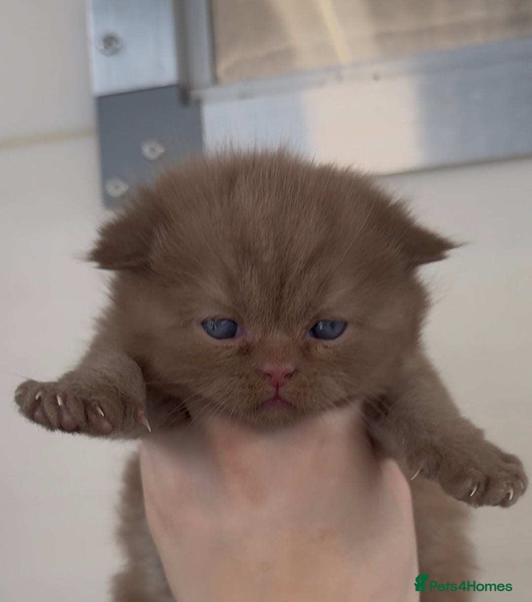 British Shorthair cats for sale: Beautiful chunky boys looking new home - Advert 12