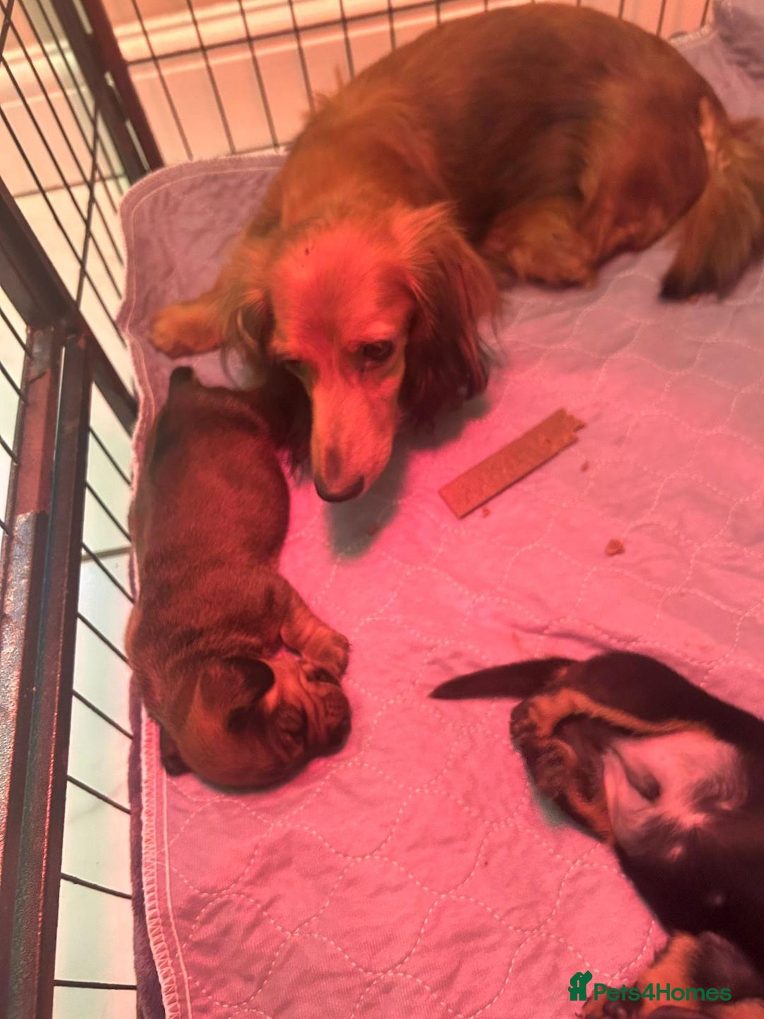 Dachshund dogs for sale: Two amazing Dachund boys for sale  - Advert 6