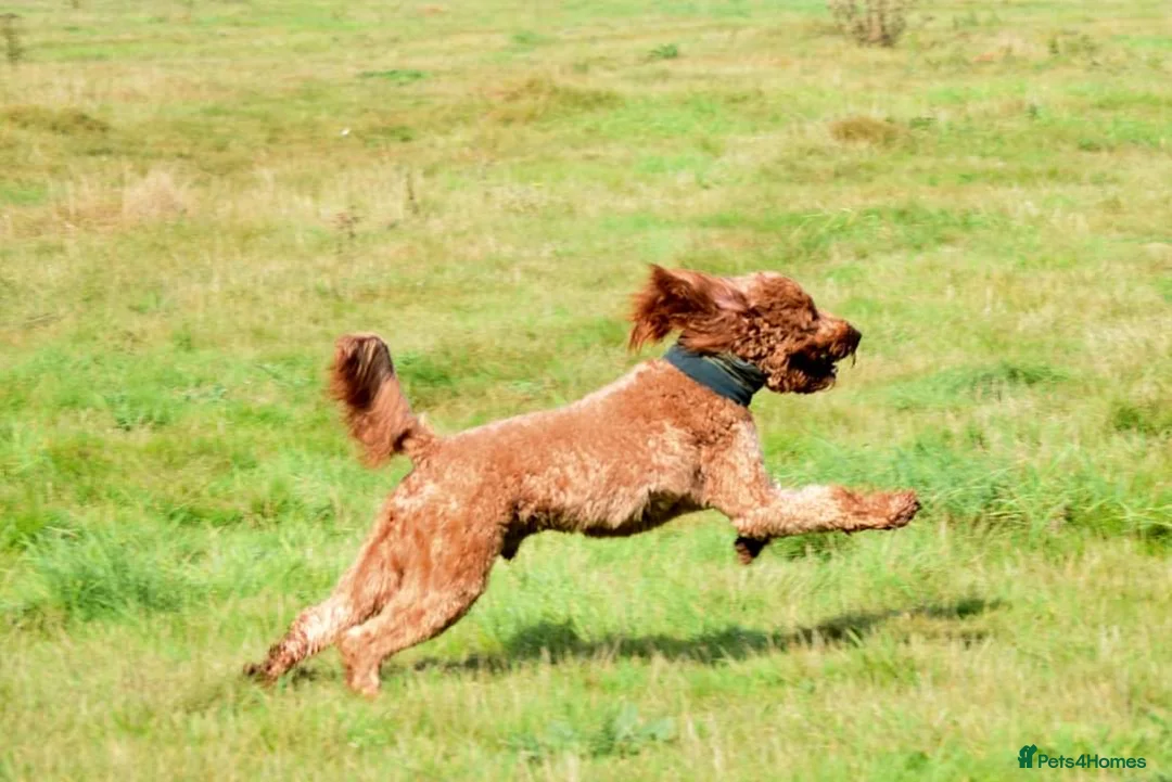 Irish Doodle dogs for stud: Irish Doodle Stud, Proven, DNA & Hip Tested in Tamworth - Advert 12