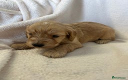 Cockapoo dogs for sale: Stunning cockapoo puppies  - Image 5