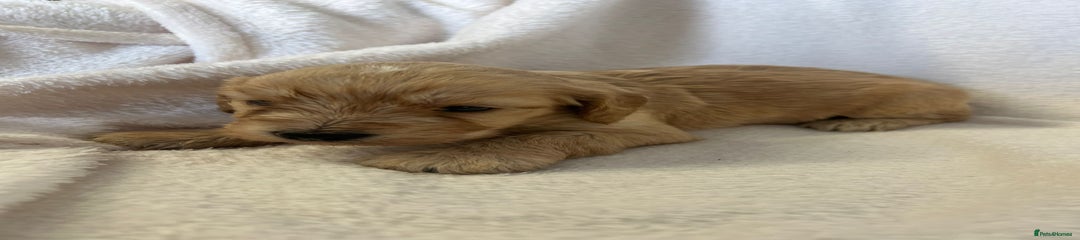 Cockapoo Puppy 2