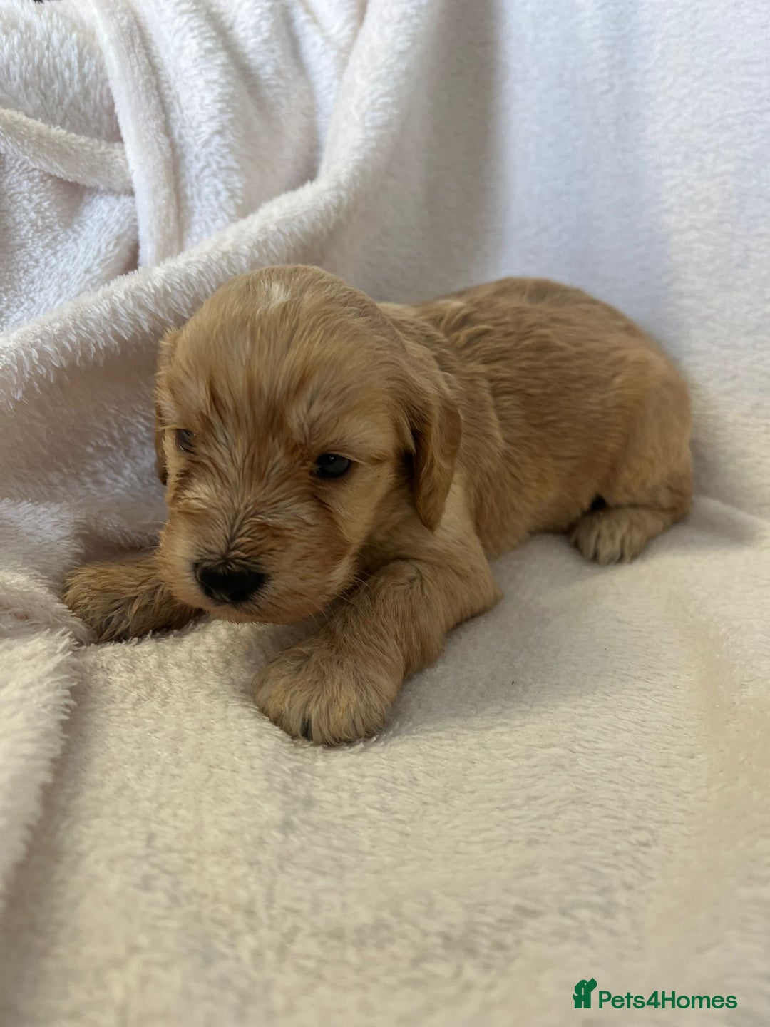 Cockapoo dogs for sale: Stunning cockapoo puppies  - Image 5