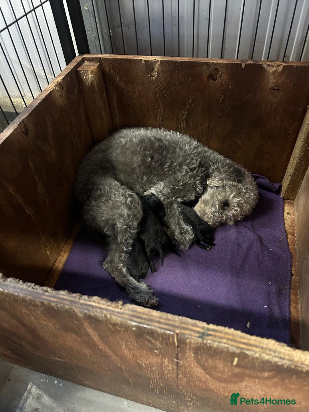 Bedlington Terrier dogs for sale: Bedlington pup - Advert 4