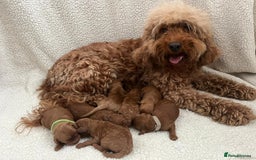 Cockapoo dogs for sale: GORGEOUS F1B COCKAPOOS 🧬 Tested Parents  - Image 8