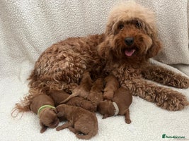 Cockapoo dogs - Advert 10