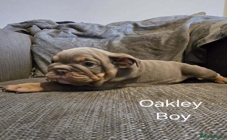 Mixed Breed dogs - Advert 1