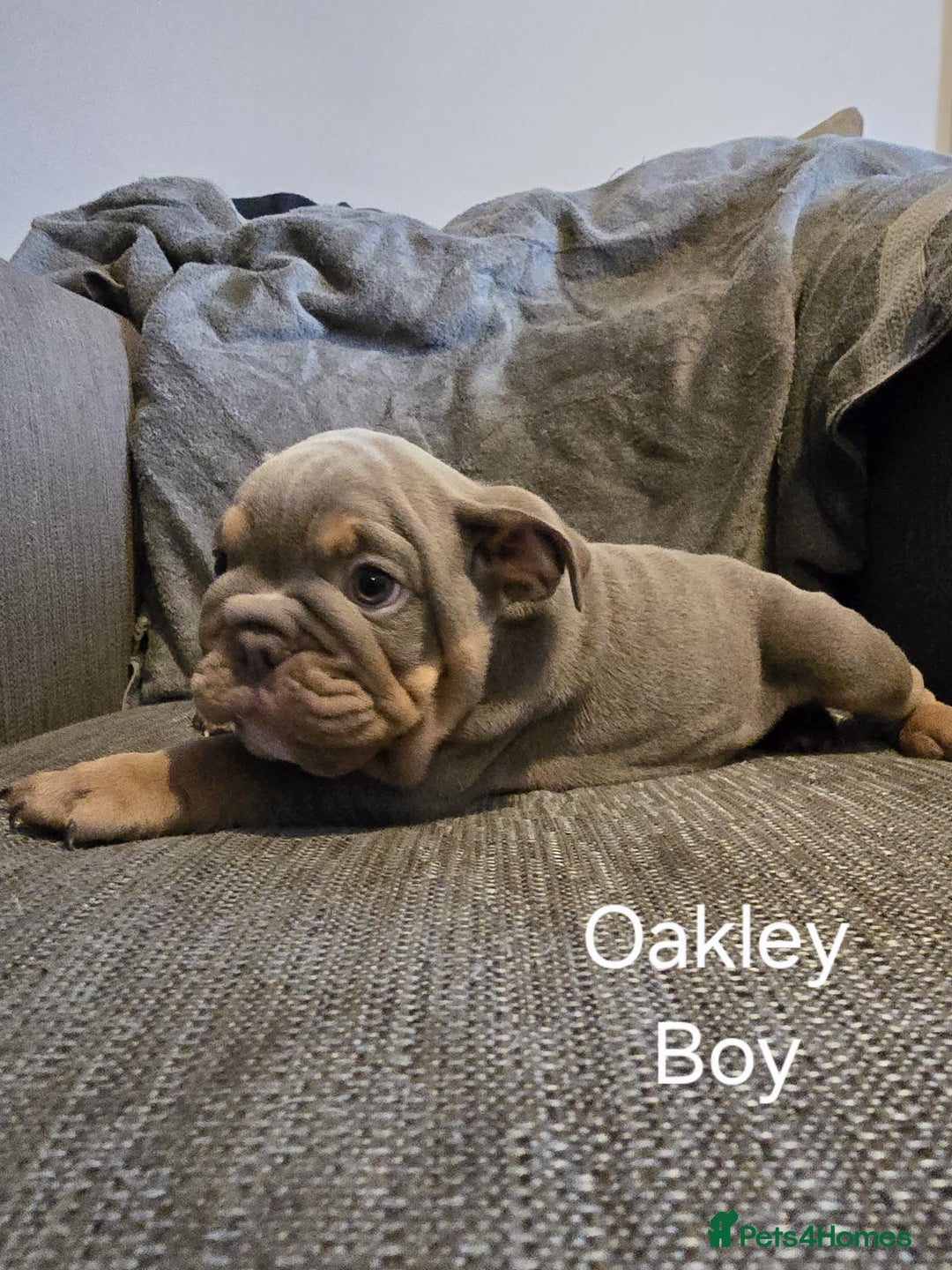 Mixed Breed dogs for sale: Tri English bulldog French mix (frenglish) - Image 1