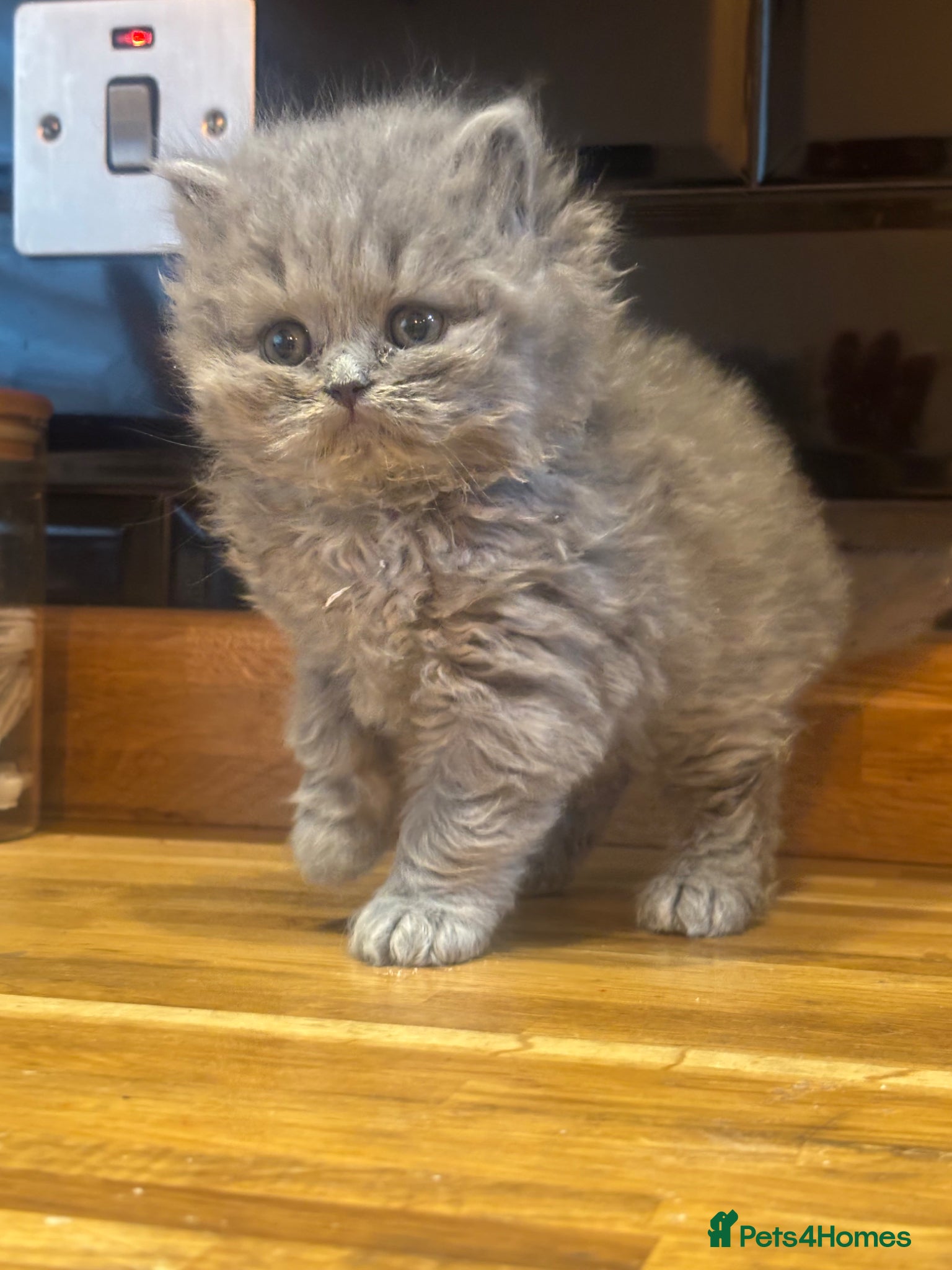 British Shorthair cats 3 Pedigree chunky BSH  - Advert 10