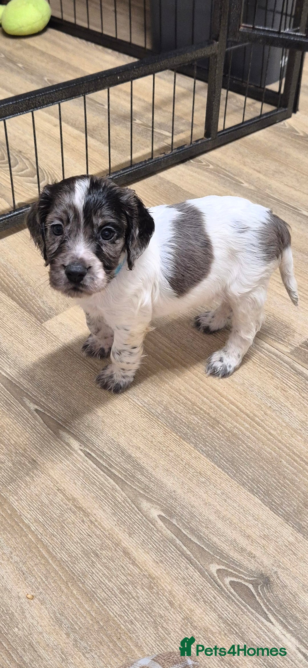 Cocker Spaniel dogs Working cocker spaniel pups - Advert 10