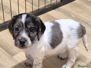 Cocker Spaniel dogs Working cocker spaniel pups - Advert 10