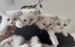 Ragdoll cats for sale: Gorgeous Balls Of Fluff 🥰😻🤗 - Image 34