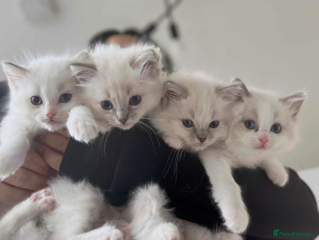 Ragdoll cats for sale: Gorgeous Balls Of Fluff 🥰😻🤗 - Image 34