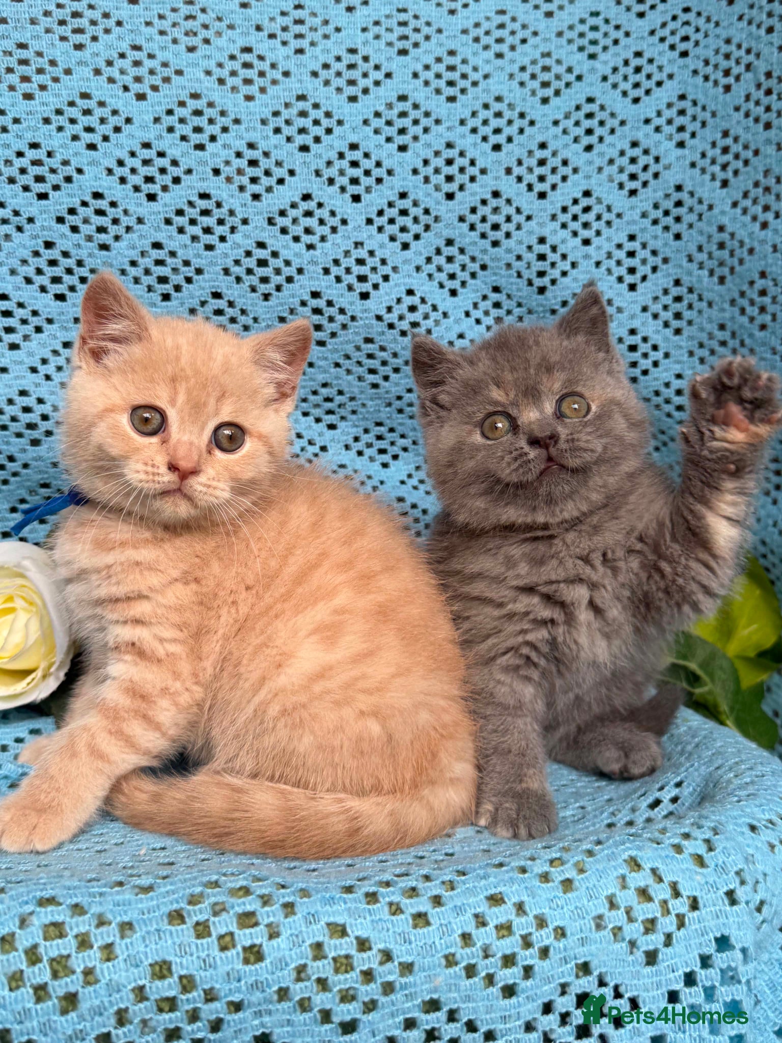 British Shorthair cats CHUNKY BSH KITTENS  - Advert 18