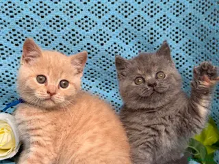 British Shorthair cats CHUNKY BSH KITTENS - Advert 3