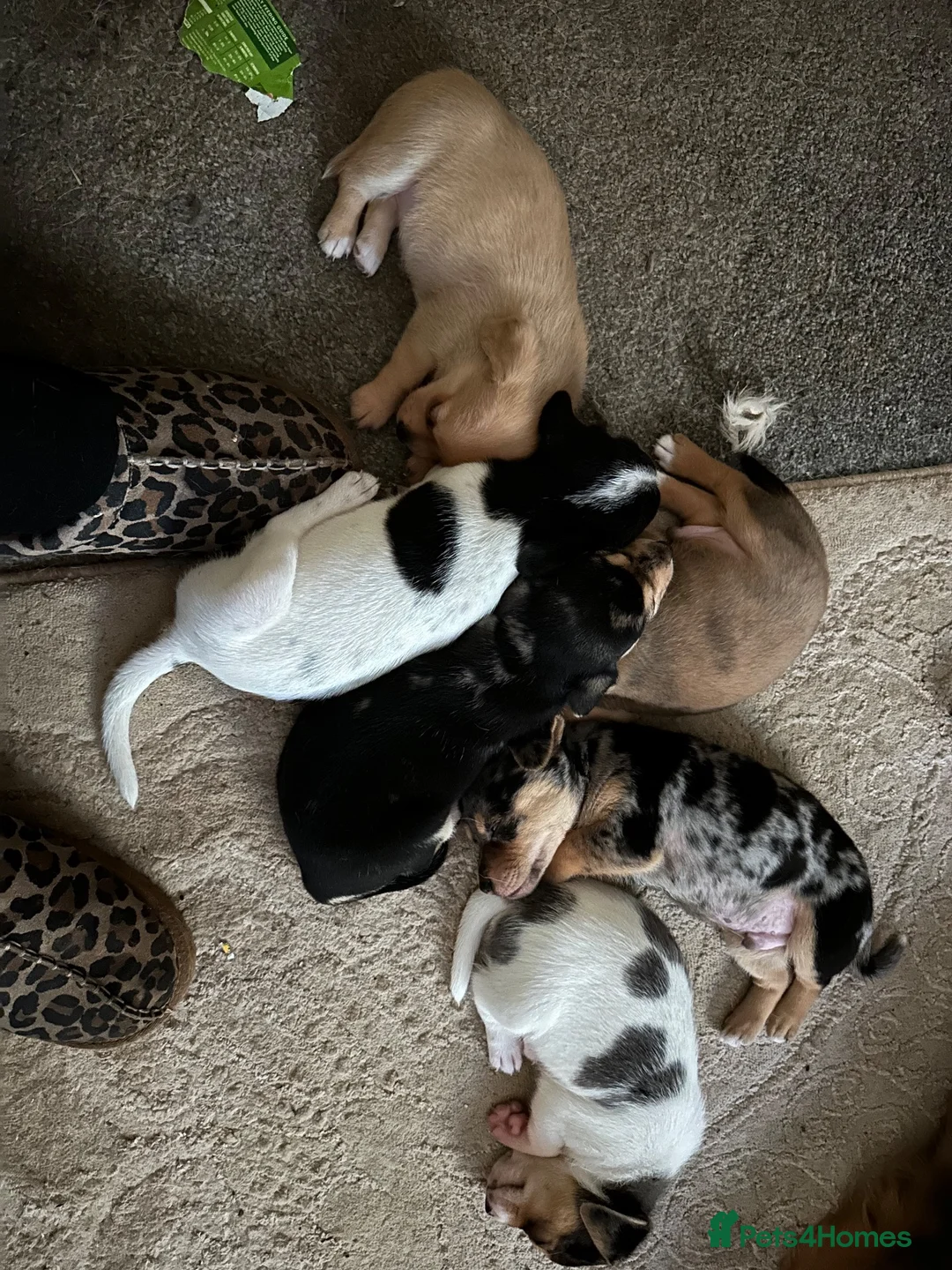 Mixed Breed dogs for sale: 6 beautiful small puppies for sale - Advert 16