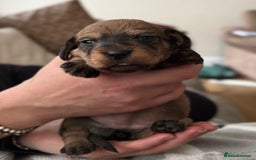 Miniature Dachshund dogs for sale: Supreme KC Miniature Wirehaired Dachshunds! - Advert 11