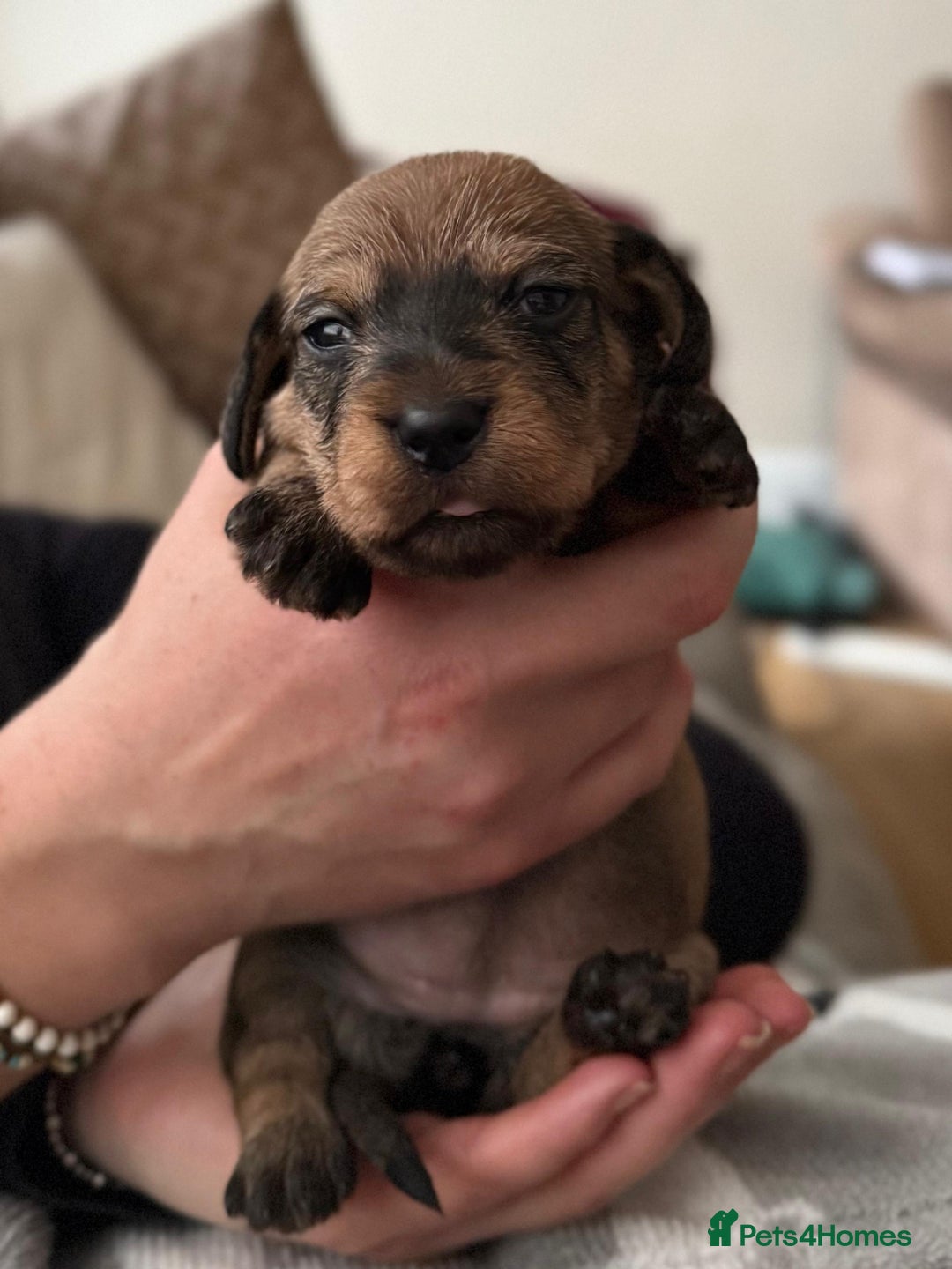 Miniature Dachshund dogs for sale: Supreme KC Miniature Wirehaired Dachshunds! - Advert 11