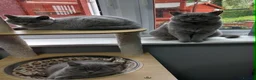 British Shorthair cats for sale: Grand Champion Sired British Shorthair Kittens - Advert 17