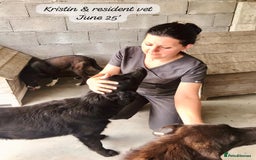 Mixed Breed dogs for adoption: Kristen, 1 yr approx. Available for adoption. in Brixham - Image 6