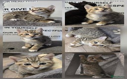 Mixed Breed cats for sale: Sweet little Girls - Image 4