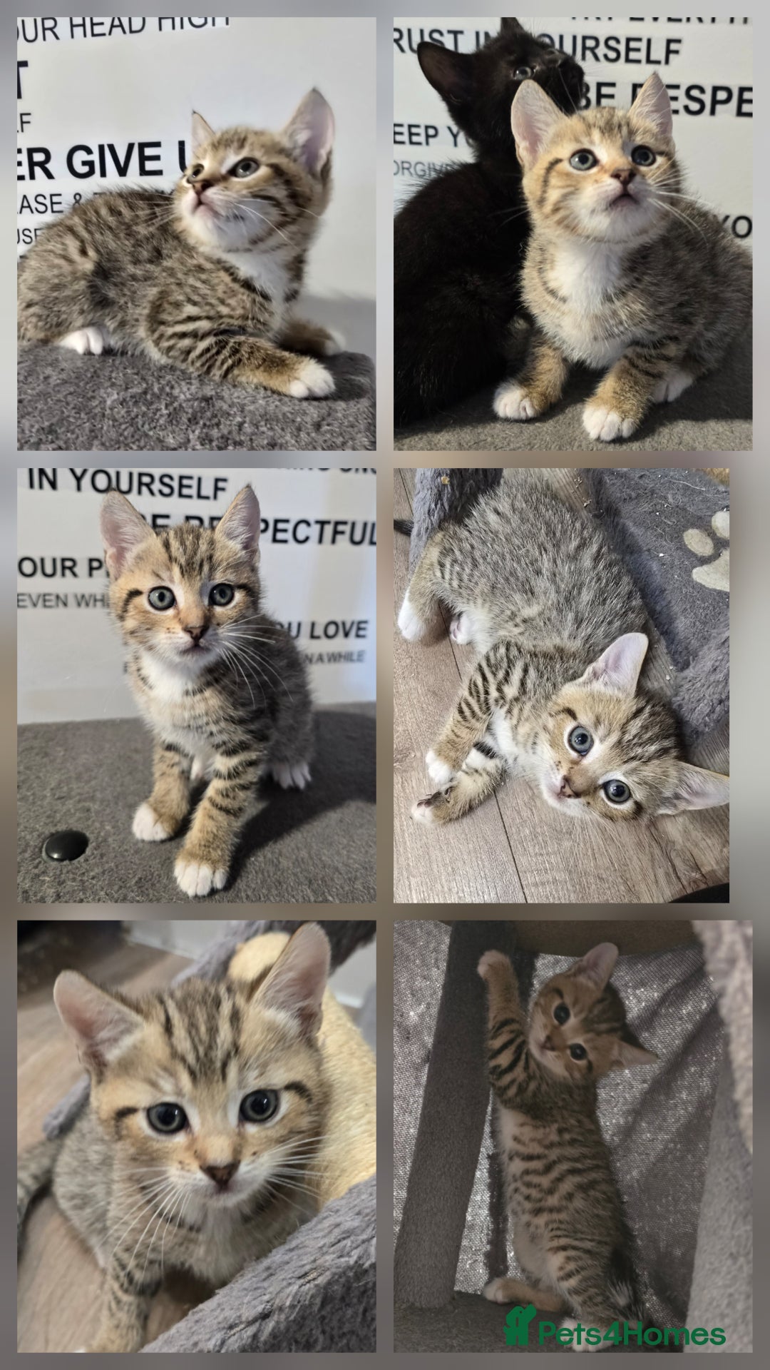 Mixed Breed cats for sale: Sweet little Girls - Image 4