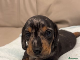 Miniature Dachshund dogs - Advert 1