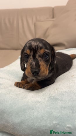 Miniature Dachshund dogs - Advert 1