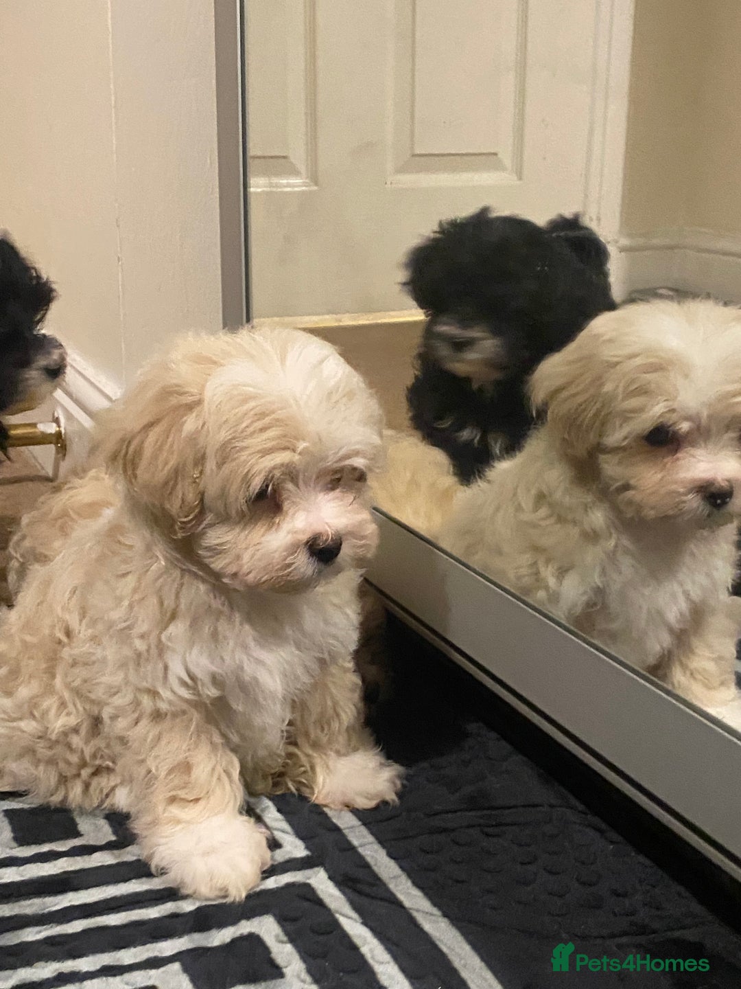 Maltipoo dogs for sale:  **  Korean maltipoo girls. - Advert 2